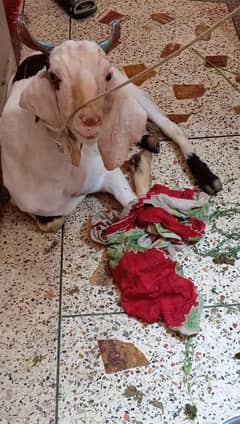 bakra