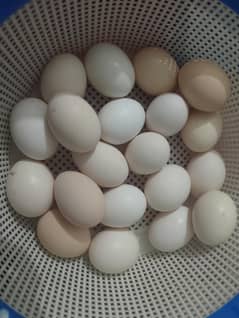 fertail Desi eggs