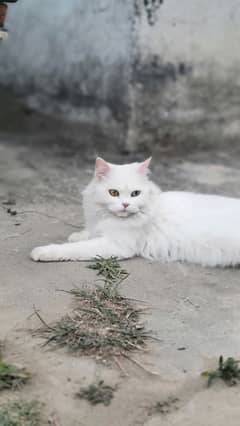 Persian