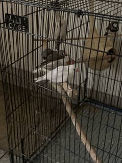 Finches Whole Setup for Sale