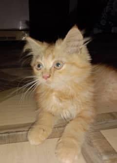 Ginger Persian Kitten for Sale – Super Playful & Adorable