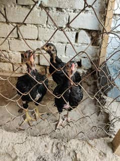 3 Aseel 2 months patha for sale pure aseel Mushka