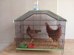 rir chicks