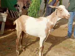 do dant bakre