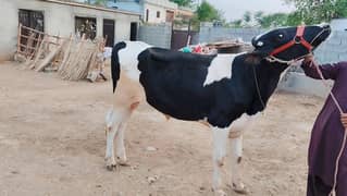 wacha for qurbani 2dant