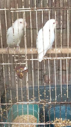 Albino