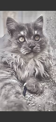 Persian cat triple coated