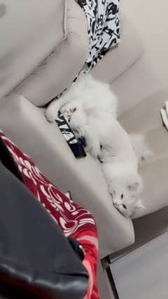 Persian