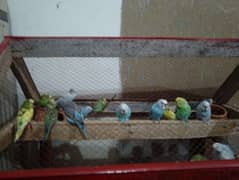 parrots for sale only parrots 3 pairs for sale