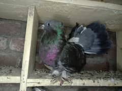 American fantail male for sale