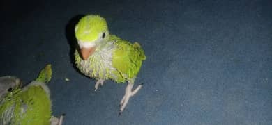 parrot