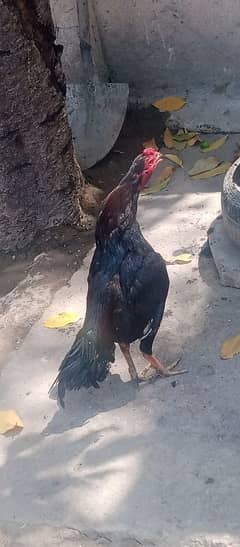 muska murga03454493605 WhatsApp number