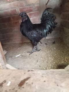 ayam cemani