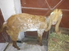 White goat 6 teeth and brown 4 teeth very healthy goats for qurbemach