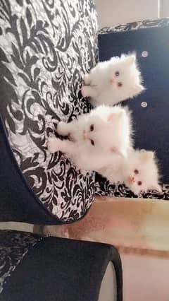 persian cat For sale