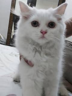 Persian Male Kittens