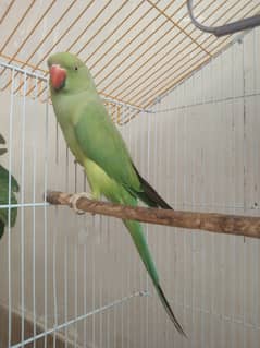 Green parrot pair