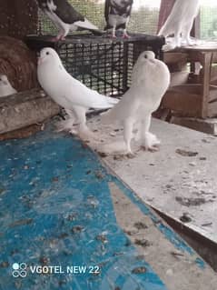 fancy pigeon