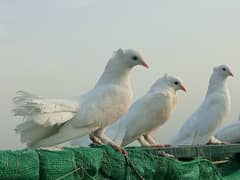lakka kabotar for sale | English fantail pigeon
