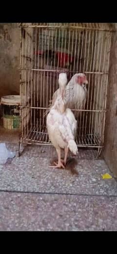 aseel heera white chick pair 4500  o3o1-71o-4771 call what's app