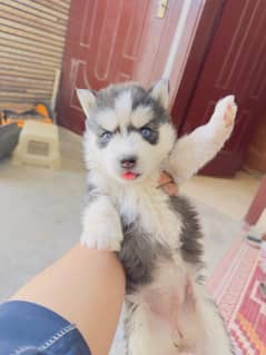 siberian husky