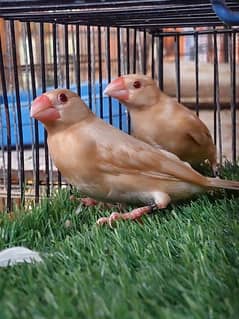pastel fawn java pathe