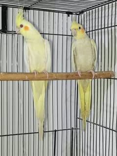 Lutino