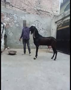 Bettal pure big size desi bakra