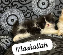 Near to peki male and punch face calico female car