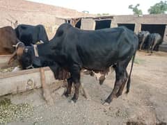 Qurbani Ky Janwar, Dasi Gher ky Play Hoe.