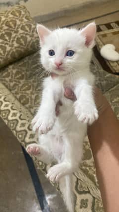 Persian cat with odd eyes
