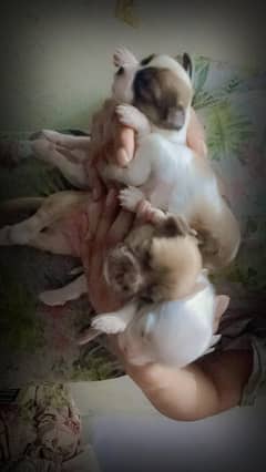 shihtzu