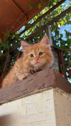 Double coated Persian kitten. Vaccinated along with passport.