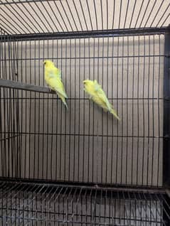 parrots