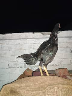 Thai Aseel Murgha patha