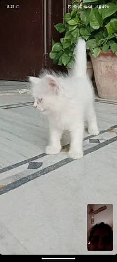 Persian triple coatedmale