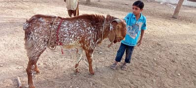 Pure Makhi Chinni 70 KG