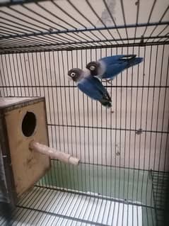 love bird