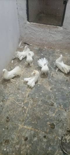 Breeder pair