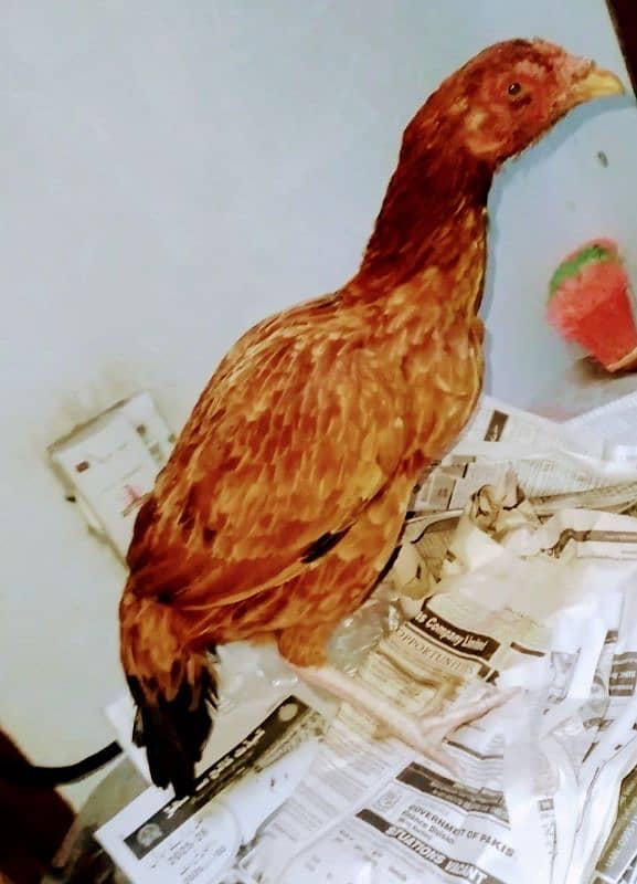 Aseele murghay Murghian out class Aseele chicks 14