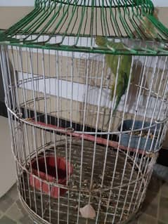 Green Parrot