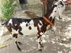 qurbani