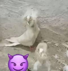 Breeder