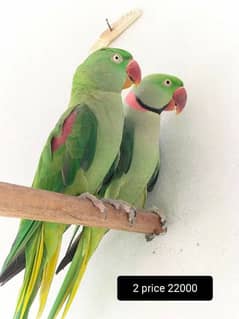 Raw Jumbo size breeder in islamabad