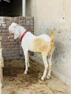 Bakra dunda