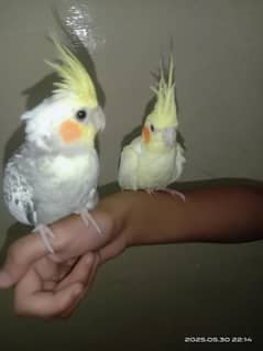 COCKTAIL PAIR READ ADD 03167334787