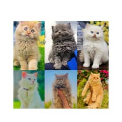Persian triple coated punch face kitten available for sale