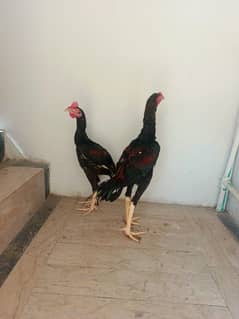 Aseel 2 male