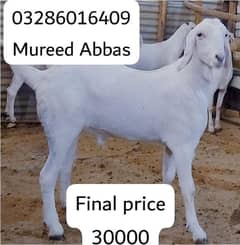 Kasii bakra
