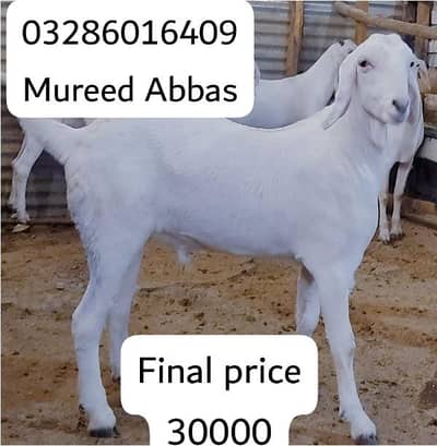 Kasii bakra - Goats - 1102183756